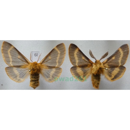 Lemonia dumi (Linnaeus, 1761) pair Czech6l